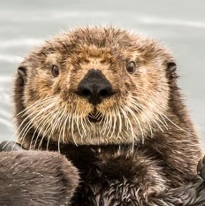 National Wildlife Federation charity